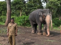 밤마다 민가 덮쳐 일가족 사망…인도, '살인 코끼리' 몸살