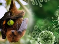 걸리면 10명 중 7명 숨진다…백신도 치료제도 없다는 감염병 인도서 확산