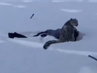 '접근 금지' 경고에도…희귀 눈표범과 셀카 찍으려다 봉변 당한 관광객