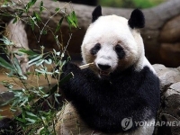 日 눈물바다 만든 '샤오샤오·레이레이'…54년 만에 사라진 '판다'