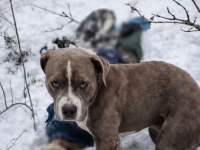 히말라야서 숨진 주인 96시간 동안 지킨 '핏불'