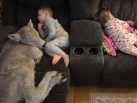 혹한 속 태어난 송아지에게 어미 소 돼준 美 아이들…