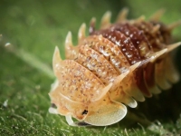 손톱만한 '벌레' 한마리가 120만원에 팔리는 이유…美서 '반려동물' 인기