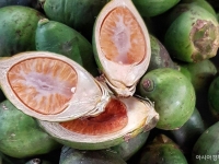 중국인 남성이 준 낯선 열매 먹었더니…젊은이들 사이 확산에 日 발칵 