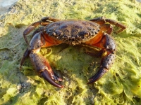 웃으며 먹방 찍었는데 이틀만에 돌연…'악마게' 먹은 필리핀 인플루언서 사망