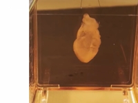 고장 난 심장에 새 근육 '착'…노벨상 받은 '마법 세포' 드디어 日서 상용화