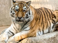 애교 많던 서울대공원 호랑이 '미호' 폐사…