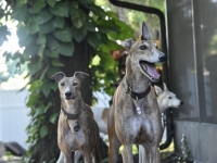 목줄 풀린 반려견에 행인 사망…현장 떠난 견주 징역 1년 10개월