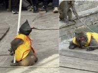 원숭이 '총살' 연출한 中관광지…비판 확산에 결국 '공연 중단'