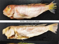 '옥돔' 시켰는데, 알고 보니 값싼 '옥두어'…위반 식당 무더기 적발