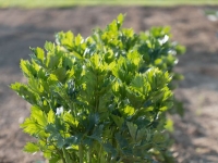 무심코 먹은 야생 채소 때문에…장기 손상에 기억상실까지