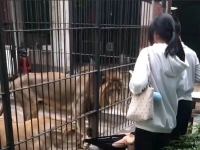 암사자 앞발 내밀어 바지 낚아채자 '아수라장'…먹이 주려던 10세 소녀 '아찔'