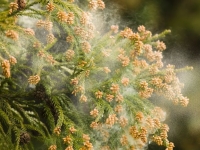 꽃가루 알레르기에 하루 2조원씩 손해…국민병 '카훈쇼' [日요일日문화]