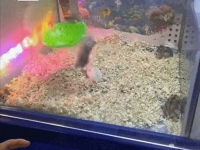 "인형이 아니잖아"…뽑기 기계 속에 벌벌 떠는 햄스터들