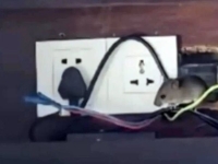 "1박 210만원인 객실서 쥐가"…난리난 中 리조트