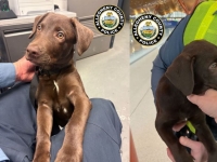 "비행기 함께 못 타면 버린다?" 美공항서 반려동물 유기 사례 잇따라