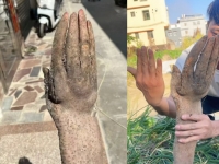 "시체인 줄 알고 놀랐다"…사람 손 닮은 '이것' 정체에 '깜짝'