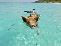 "상어도 코카인을?"…지상 낙원에 무슨 일이[실험노트]
