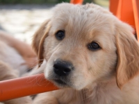 '배꼽탈장·중성화수술' 141만원 병원비에 '화들짝'…펫보험 들었다면 얼마까지 줄였을까