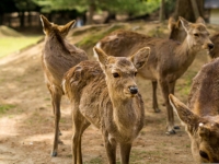 日 오사카, 나라현에 "집 나온 사슴 데려 가세요"