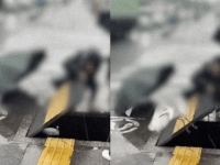 "그냥 못 지나쳤다"…日서 하수구 갇힌 새 구한 한국인 가족