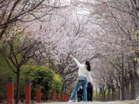 서울 벚꽃 '공식' 개화…평년보다 열흘 일러