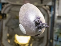 "에일리언 알 아냐?"…우주정거장서 자란 물체 정체는