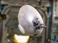 "에일리언 알 아냐?"…우주정거장서 자란 물체 정체는