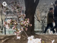 검색창 입력 시대는 끝…카메라로 벚꽃 찍으니 만개 시기까지 '척척'