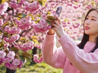 카메라로 벚꽃 찍으니… AI "일주일 후 만개합니다"