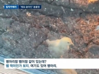'병아리를 뱀 먹이로'…구미 동물원 학대 논란