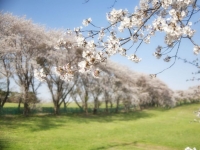일본 벚꽃 명소서 여성 깨문 80대 노인…연행 도중 돌연 사망