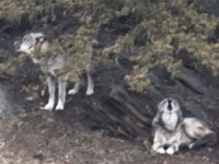 1살 아기 늑대 물렸는데…휴대폰만 본 美 부부에 공분