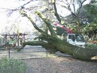 "도쿄에서 나무 조심하세요"…사람 덮쳐 '긴급 점검' [뭔日있슈]