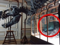 지구서 사라진 공룡이 명품으로? 티라노 가죽 핸드백 얼마인가 봤더니