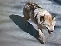 탈출 늑대 '늑구' 드디어 발견…포획 준비 중