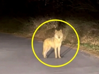 간신히 찾았는데…'엿새만에 발견' 늑구, 결국 또 놓쳤다