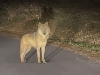 '국민 늑대' 늑구에 복귀 첫날 '소고기' 특식…"재개장 시기는 미정"