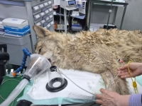 '늑구' 열흘만에 생포…건강 이상 없어