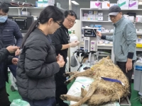 생선가시와 낚싯바늘 삼킨 채 버틴 10일…2살 늑대 '늑구의 해방일지'