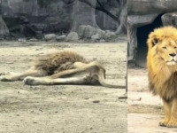 "암컷 사자 잃고 우울증, 40일 넘게 못 먹어"…앙상하게 마른 中 숫사자 