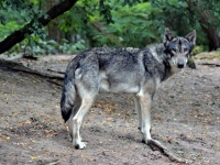 '늑구 신드롬'과 정반대 현실…이탈리아 국립공원서 늑대 10마리 잇단 독살