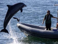 돌고래가 기뢰 찾는다고? …이라크전도 뛴 '해군 고참'