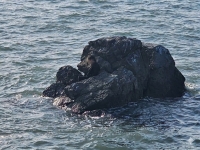 잠깐 눈 붙였다 일어나니…대부도 갯바위서 고립된 60대, 무사히 구조