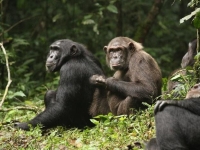 노인·새끼도 안 살려둔다…우간다 침팬지는 '내전' 中
