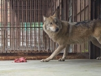 "늑구 다시 볼 수 있나" 두 달째 문 닫은 오월드…재개장 임박