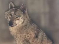 이제 '인기스타' 늑구 근황 영상 못 본다…"밥을 왜 바닥에 주나" 극성팬 부담됐나