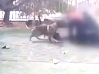 애견카페 갔다가 맹견 4마리 떼공격…20대 女 "진짜 죽겠다 싶었다"