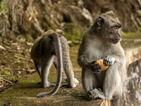 흙 퍼먹는 원숭이들…관광객이 준 '정크푸드'가 원인이었다