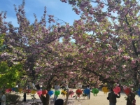 [기획] 늦었지만 더 깊은 봄…분홍 겹벚꽃 순천 선암사 물들여